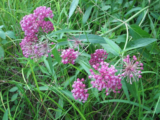 Walking in Moraine (2008)