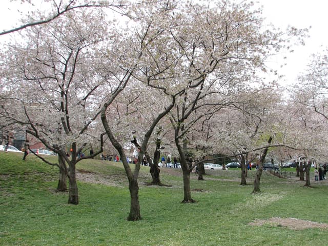 Cherry Blossoms