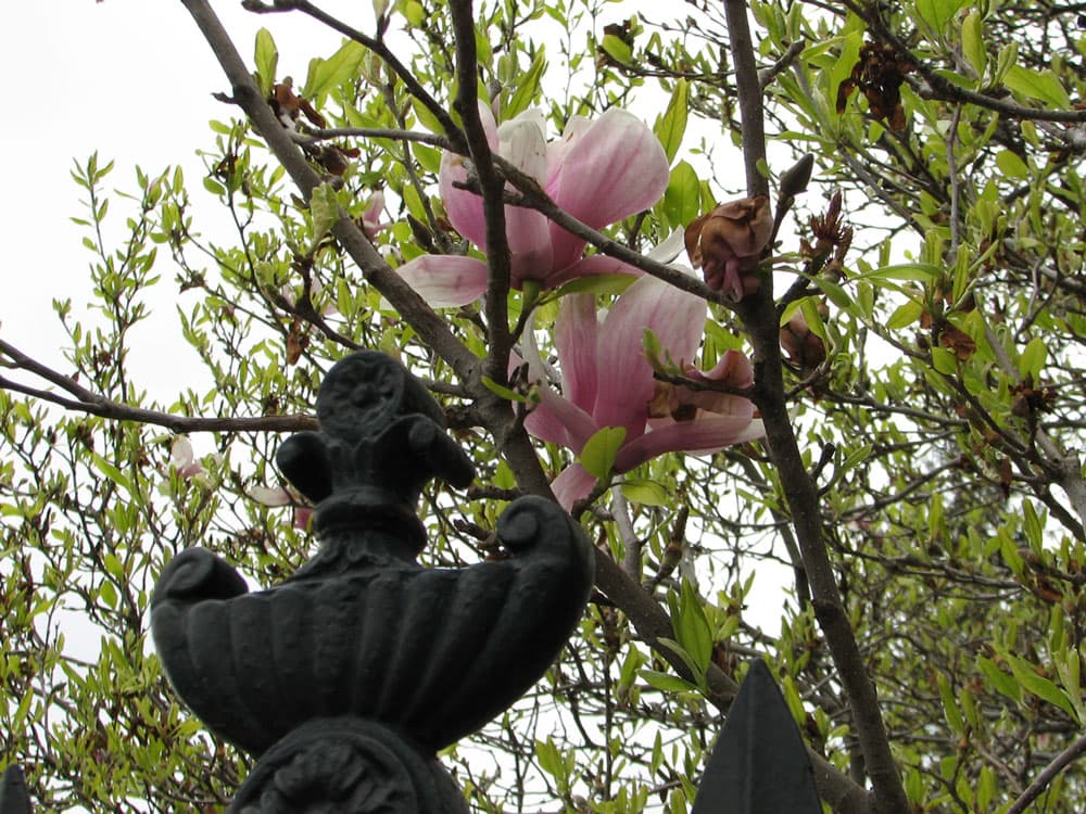 Blossoms and White House fence
