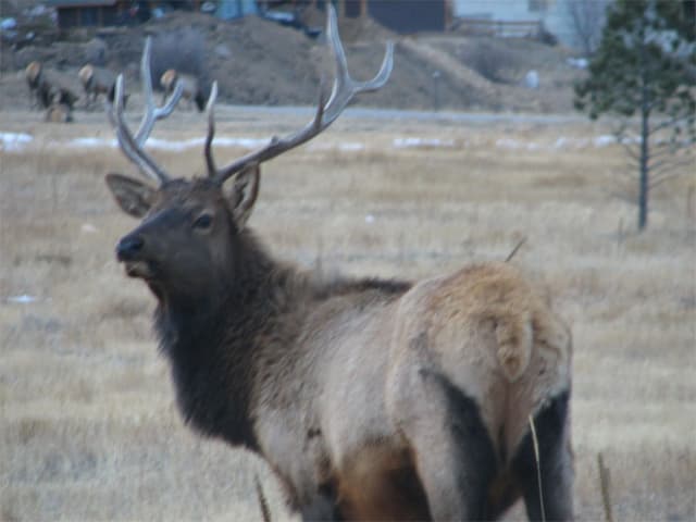 One of many roadside elk
