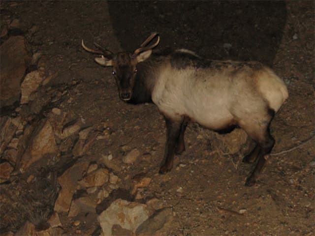 Elk caught in flash