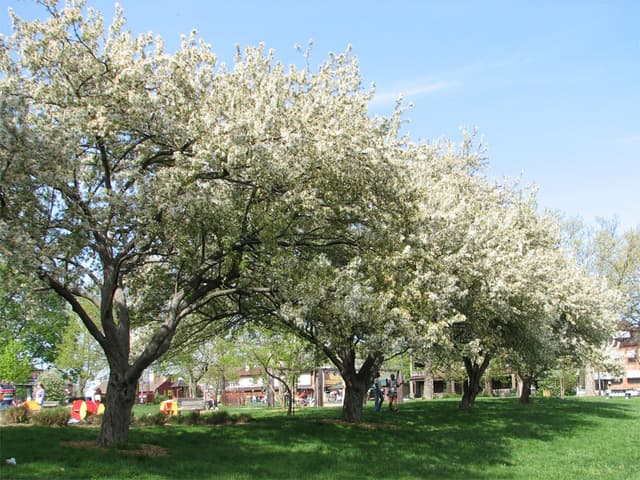 Springtime flowering trees