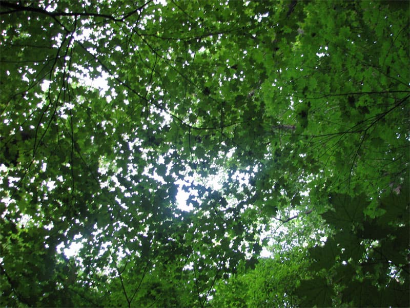 View up through trees