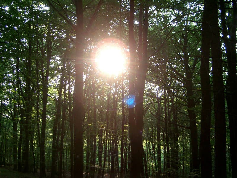 Walk in forest near the Ring
