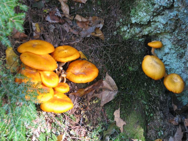 Orange Mushrooms