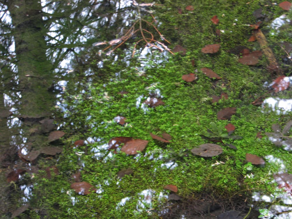 Mossy pond