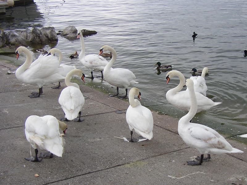 Lausanne swans and ducks