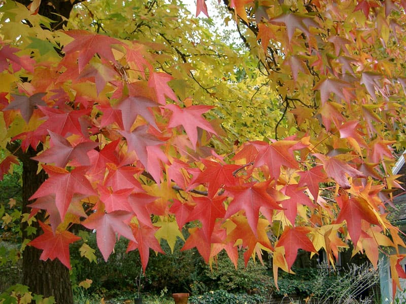 Leaves in Squirrel Hill