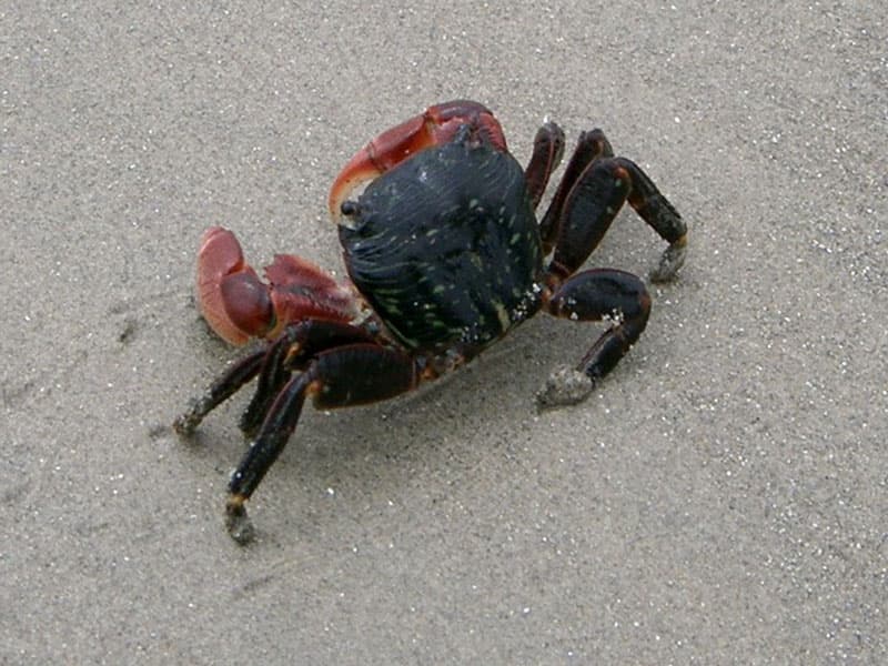 Crab on beach near hotel