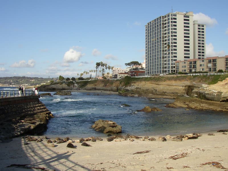 Seals in La Jolla Cove