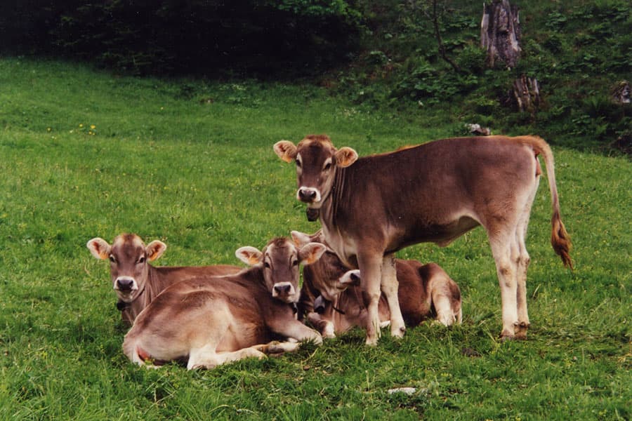 Cute cows near Engelberg