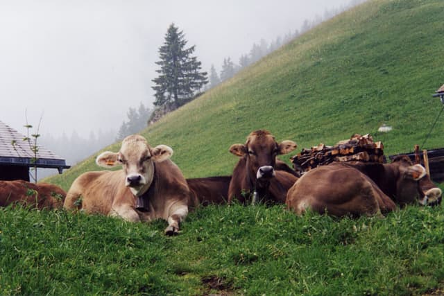 Threatening cows near Engelberg