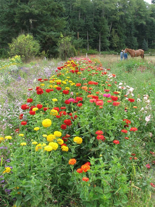 Farm Kitchen flowers