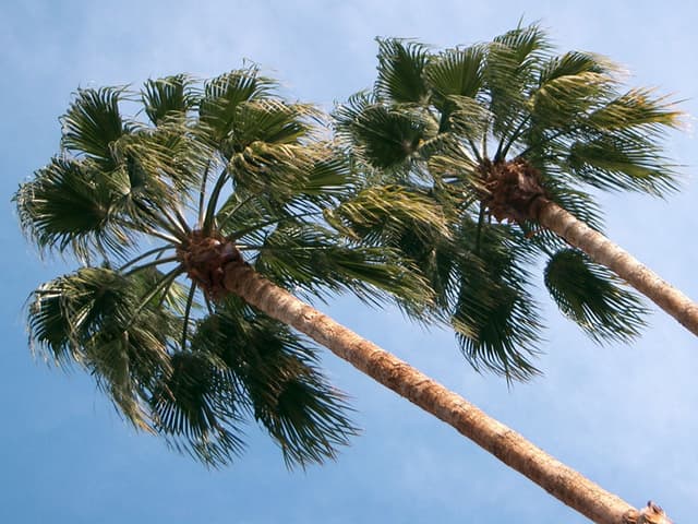 Twine palms