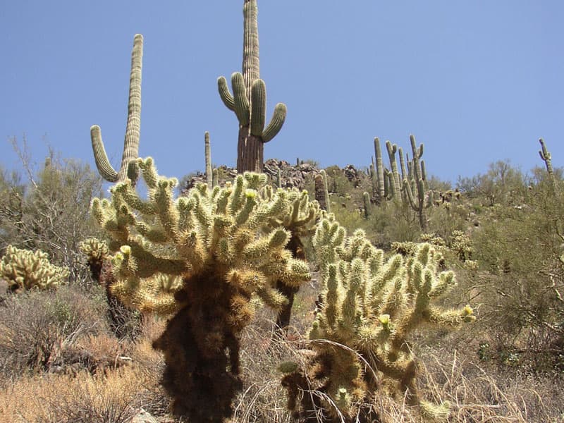 Arizona Cacti