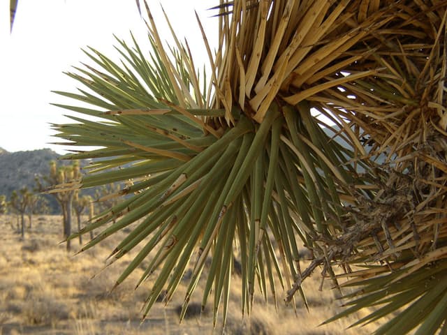 Joshua Tree