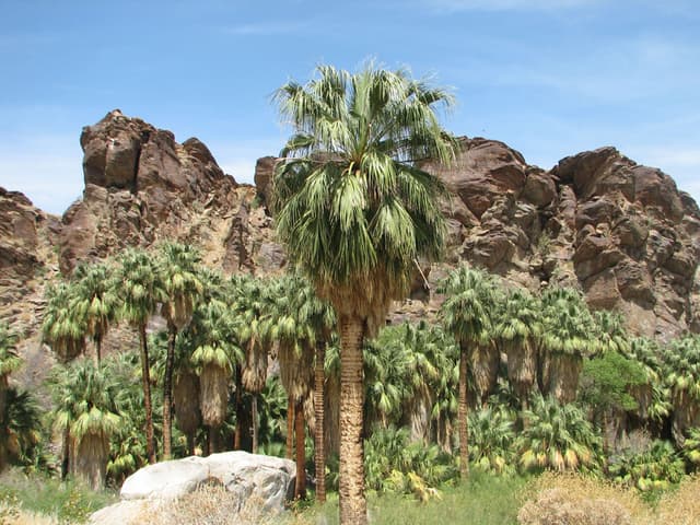 Palm Canyon (2008)
