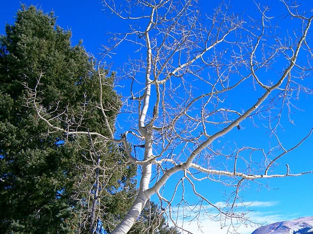 Colorado