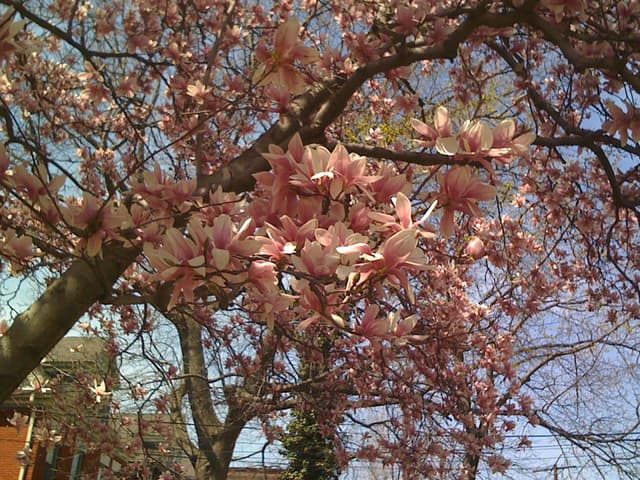 Shadyside tree