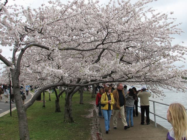 More Trees
