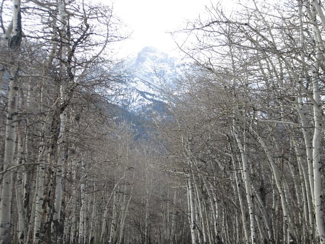 Aspen and mountains