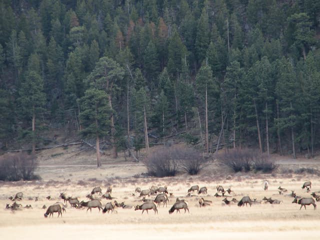 Closer shot of elk herd