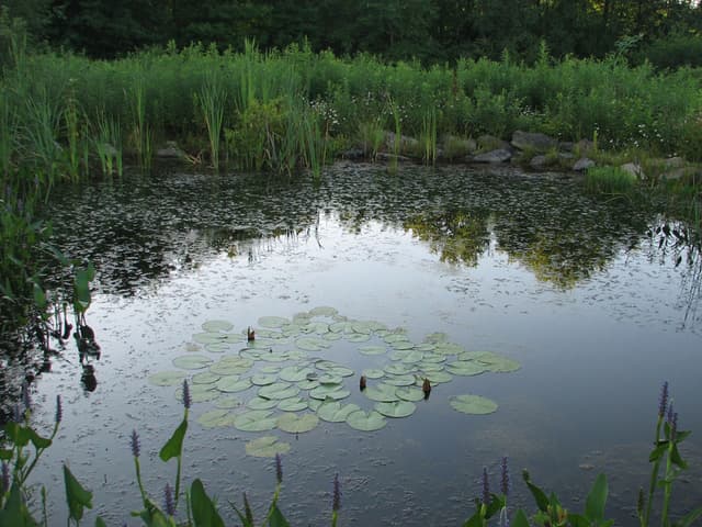 Lily Pond