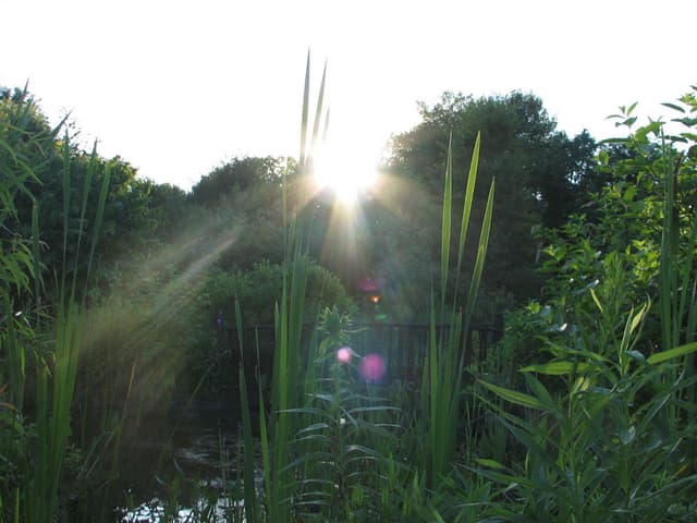 Pond