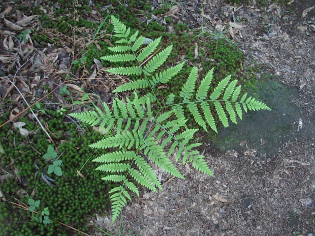 Fern