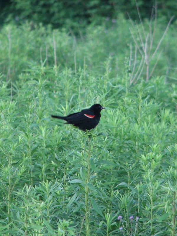 Red-winged blackbird