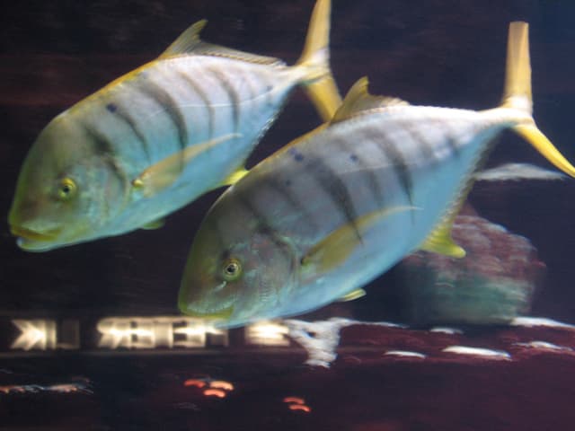 Fishies