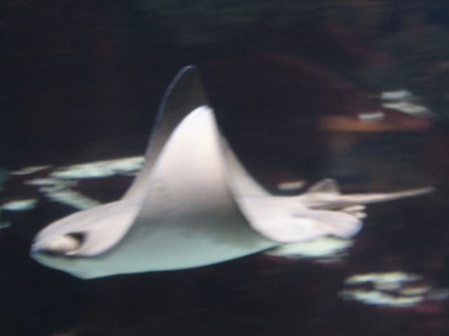 Ray