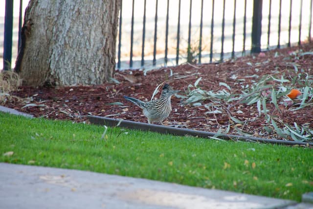 Roadrunner in La Quinta