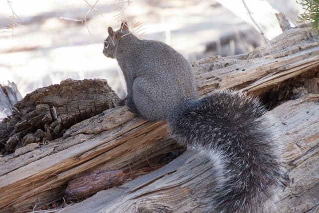 Gray Squirrel