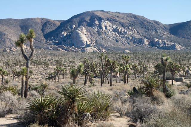 Joshua Tree National Park