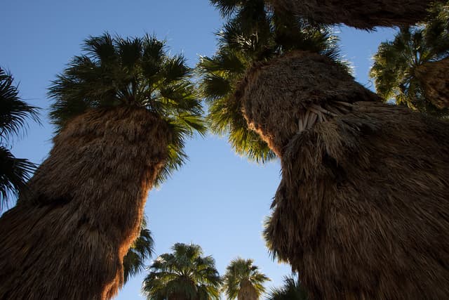 Palm Canyon at Agua Caliente