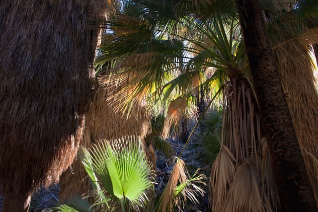 Palm Canyon at Agua Caliente