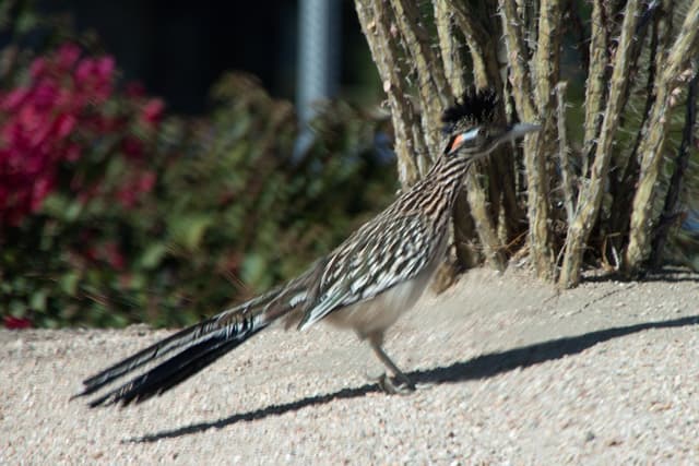 Roadrunner in La Quinta