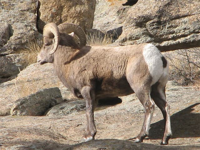 Big horn sheep