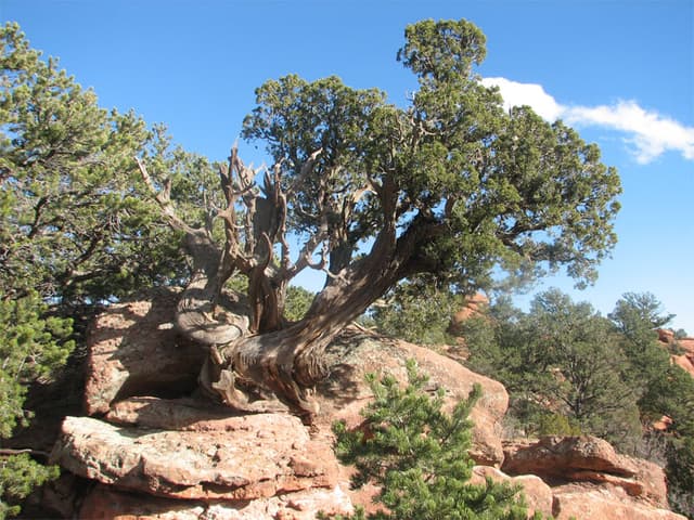 Resilient Tree