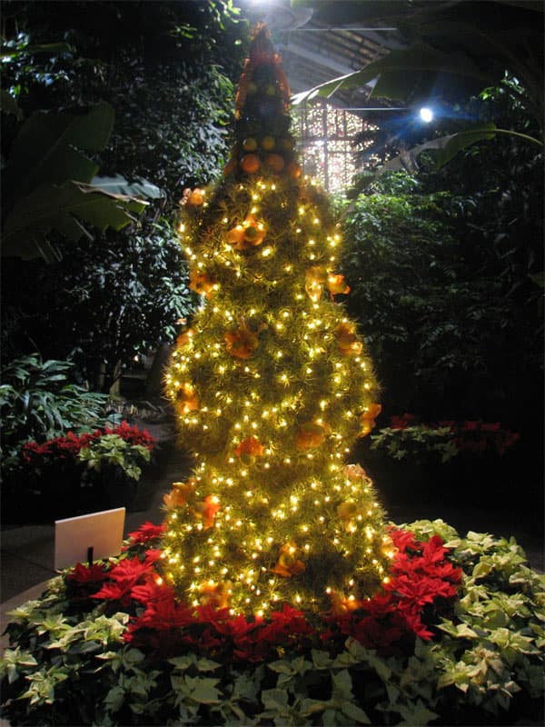 Cactus tree