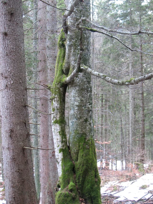 Tree hugging