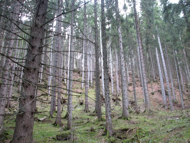 In the trees
