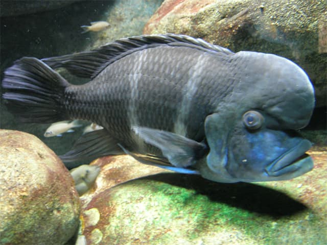Big blue fish