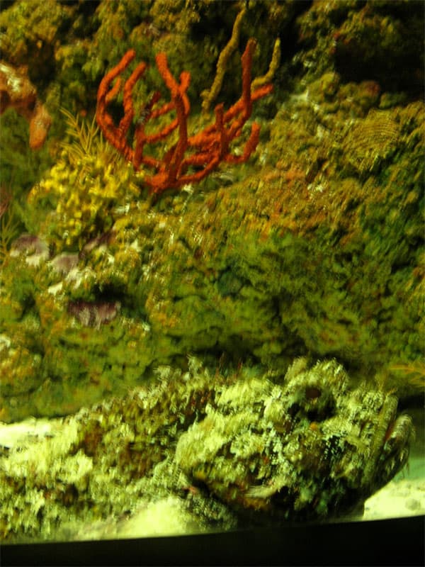 Rockfish