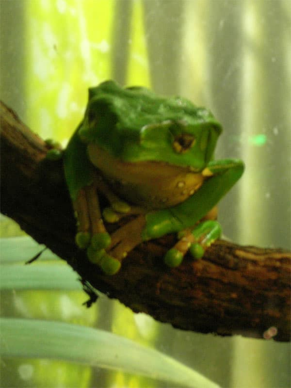 Lick my frog