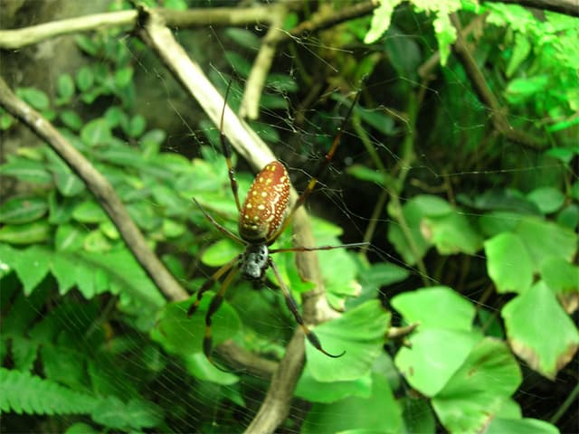 Large arachnid