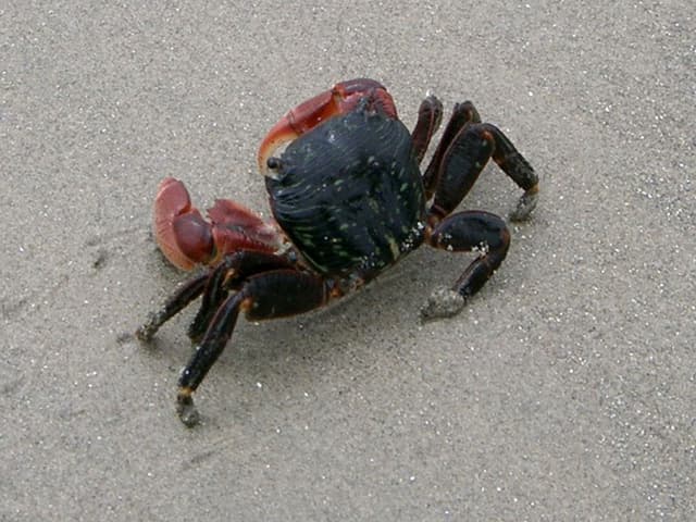 Crab on beach near hotel