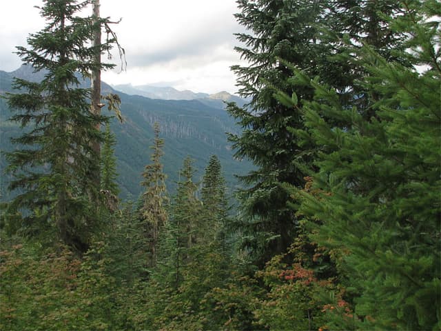 Mount St Helens area