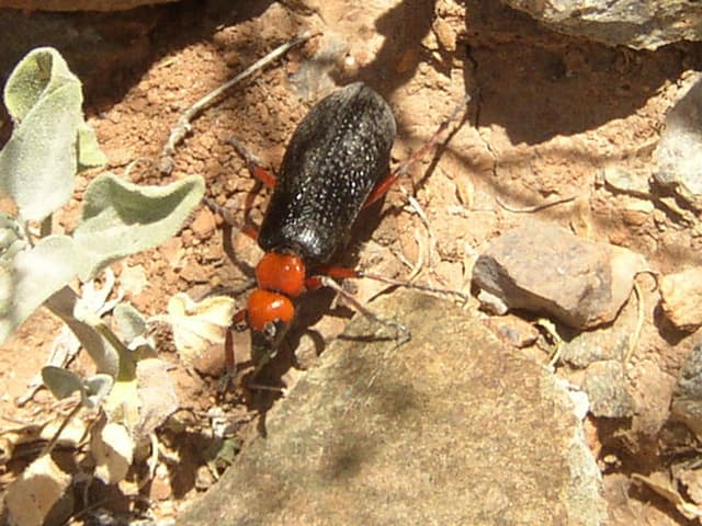 Huge beetle